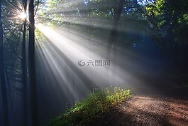 陽光,herbstnebel,秋季森林