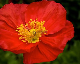 罌粟花,重點(diǎn),紅色的花