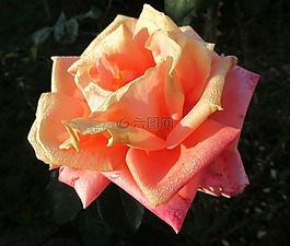 秋季,露水,花园