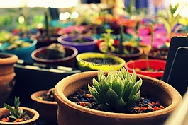 花,仙人掌,彭卡