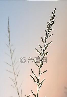 花草,晚上,關(guān)閉了