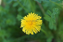 蒲公英,花,黃色