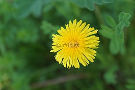 蒲公英,花,黃色