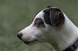 狗,動(dòng)物,可愛(ài)