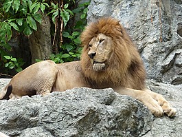 獅子,動物園,泰國