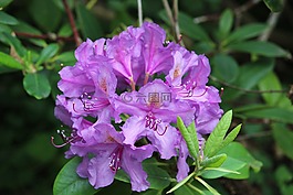 杜鵑,紫,開花