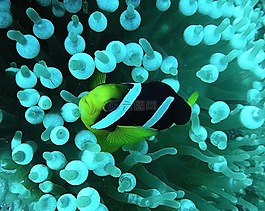 礁,魚(yú),meeresbewohner