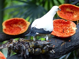 鳥,木瓜,水果