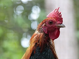 公雞,鳥(niǎo),農(nóng)場(chǎng)