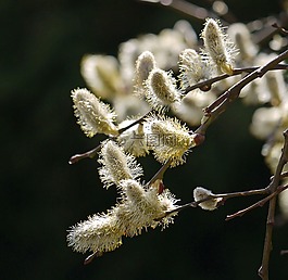 褪色柳,盛開,雄蕊