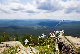 山,花卉,天空