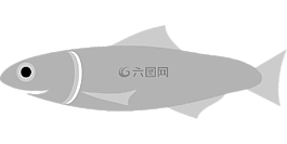 鳀魚,魚,灰色