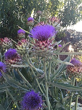 菊芋,花,flowerhead