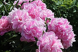 peoner,花,有