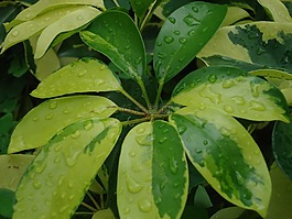 植物cheflera,性質(zhì),綠色