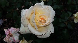 玫瑰,性質(zhì),玫瑰綻放