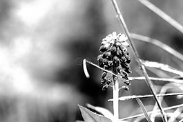 單色,體重,花卉