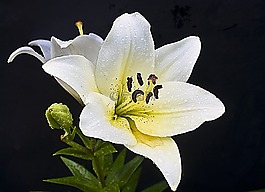 百合,孤立,開(kāi)花