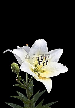 百合,開花,花