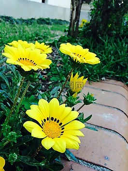 公共花園,黃色花,花園