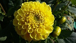 花,性質(zhì),黃色