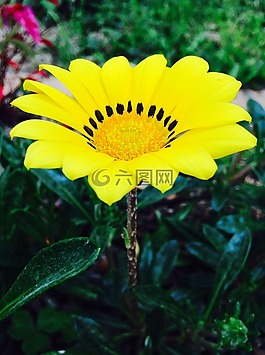 黄色花,花园,花瓣