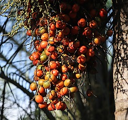 樹,水果,枝杈