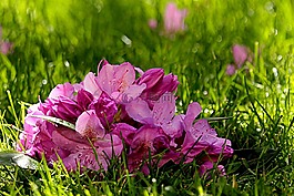 廠,杜鵑,開花