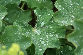雨滴,廠,宏