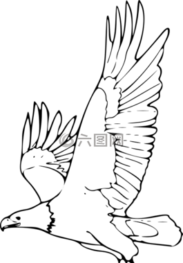 鷹,鳥,動(dòng)物