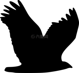鷹,鳥(niǎo),動(dòng)物