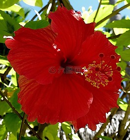 厂,芙蓉,锦葵