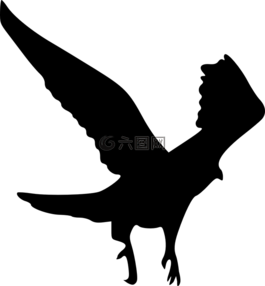 鷹,鳥(niǎo),動(dòng)物