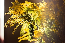 含羞草,花卉,vesna
