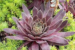 屋頂長(zhǎng)生花,廠,花園