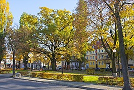 s?ubice,公園,樹