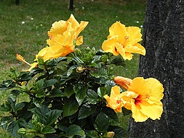 芙蓉,黄色,春天