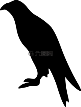 鷹,鳥,動物