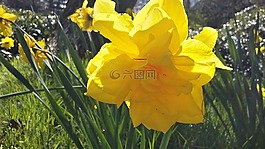 水仙,花,性質(zhì)