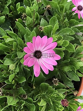 鮮花,草,顏色