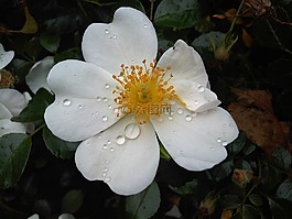 花,野玫瑰,白