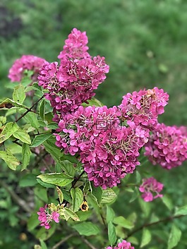 鮮花,顏色,草