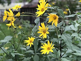 鮮花,模式,花的