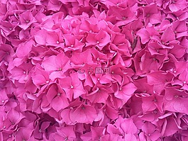 花,繡球,hortenzia