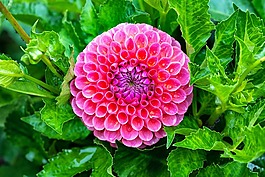 顏色,花,綠色