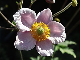 花,粉紅色的花,性質(zhì)