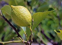 檸檬,limone,樹上的果子