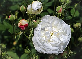 玫瑰,白,開花