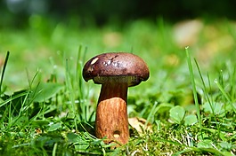 臨時選舉委員會,蘑菇,管蘑菇