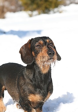tamhund,動物,哺乳動物